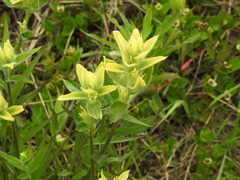 Castilleja unalaschcensis