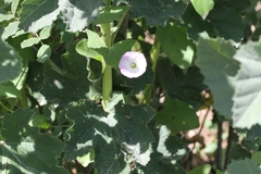 Convolvulus arvensis