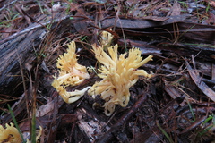 Ramaria lorithamnus