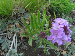 Dontostemon dentatus