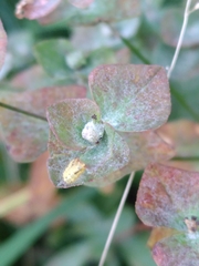 Podosphaera euphorbiae