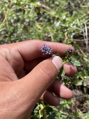 Ceanothus parvifolius