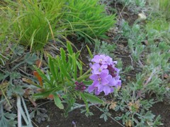 Dontostemon dentatus