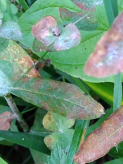 Podosphaera euphorbiae