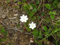 Lysimachia europaea