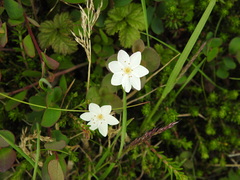 Lysimachia europaea