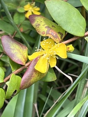 Hypericum formosanum