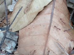 Oecophylla smaragdina