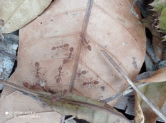 Oecophylla smaragdina