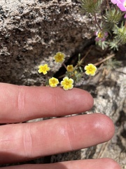Leptosiphon ciliatus