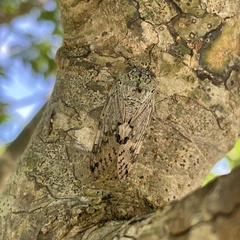 Platypleura kuroiwae