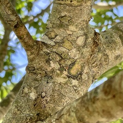 Platypleura kuroiwae