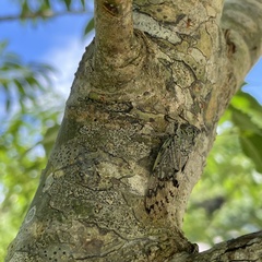 Platypleura kuroiwae