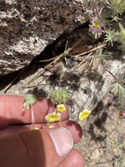 Leptosiphon ciliatus