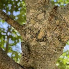 Platypleura kuroiwae