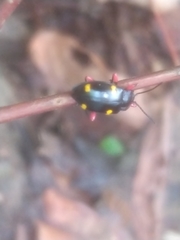 Eumorphus quadriguttatus