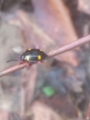 Eumorphus quadriguttatus