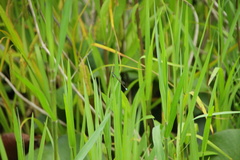 Ischnura senegalensis
