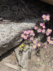 Leptosiphon ciliatus