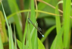 Ischnura senegalensis