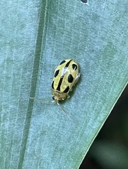 Philopona mouhoti