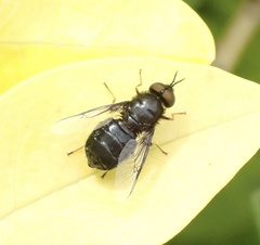 Odontomyia tigrina