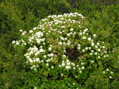 Spiraea stevenii