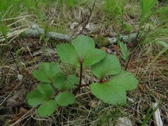 Ligusticum scothicum hultenii
