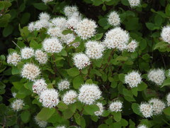 Spiraea stevenii