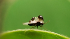 Galeatus scrophicus
