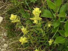 Castilleja unalaschcensis
