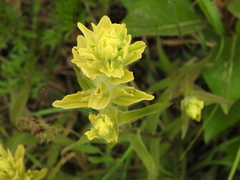 Castilleja unalaschcensis