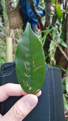 Cinnamomum cassia