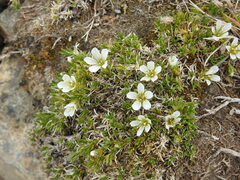 Cherleria arctica