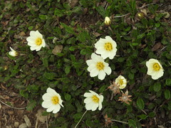 Dryas octopetala