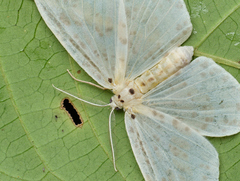 Genusa bigutta