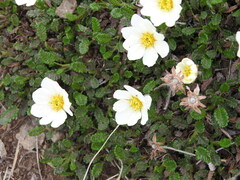 Dryas octopetala