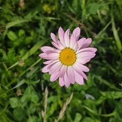 Tanacetum coccineum