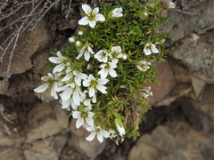 Cherleria arctica