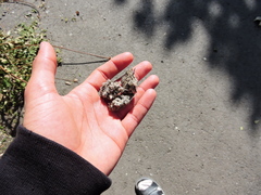 Glaucidium brasilianum