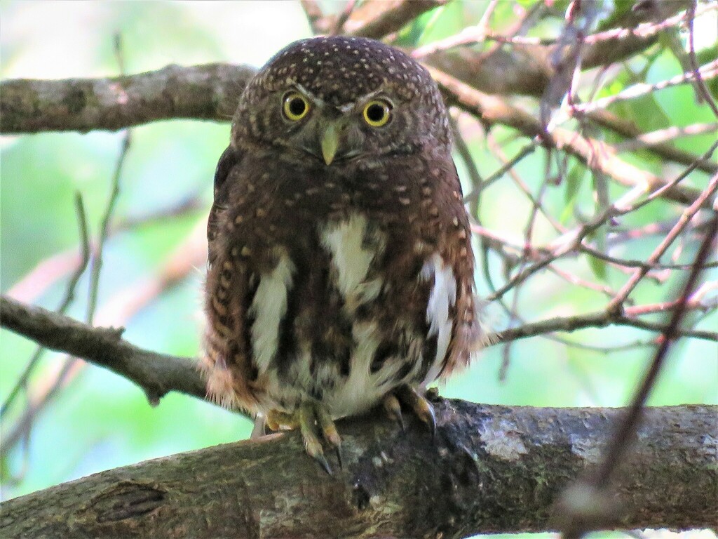 Costa Rican Pygmy-Owl (Glaucidium costaricanum) photo