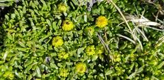 Senecio gamolepis
