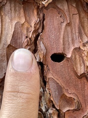 Phaenops californica
