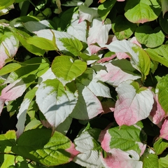 Actinidia kolomikta