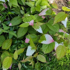 Actinidia kolomikta