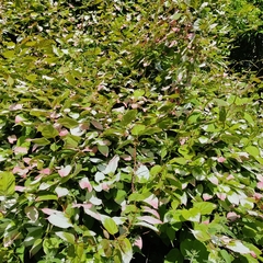 Actinidia kolomikta