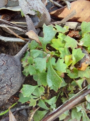 Xanthosia singuliflora