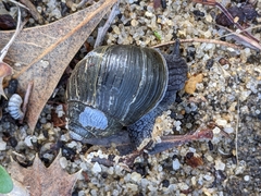 Bothriembryon kendricki