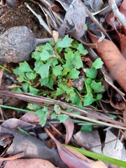 Xanthosia singuliflora