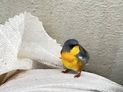 Setophaga pitiayumi insularis